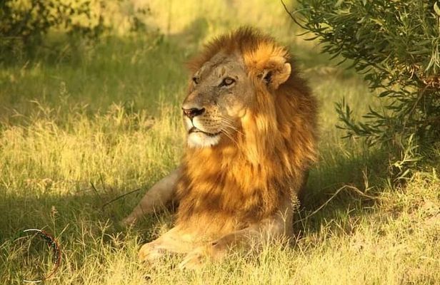 Moremi Full Day Trip In The World Renowned Moremi Game Reserve