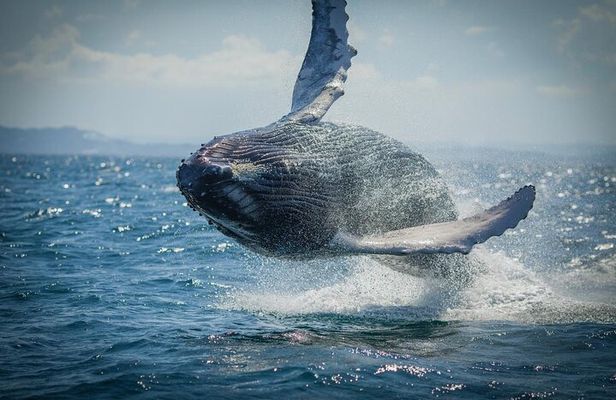 Whale Watching, Cayo Levantado and Limón Waterfall in Samaná