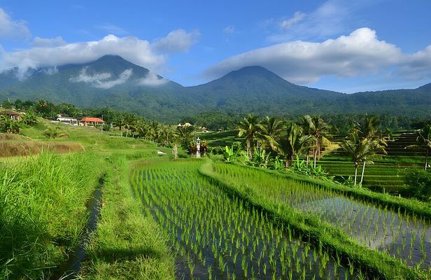 Private Full-Day Tour: Jatiluwih and Tanah Lot Sunset Trip