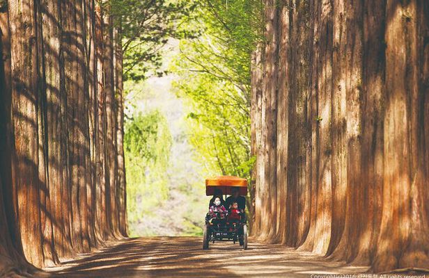Special Private Tour Nami Island, Rail Bike, Petite France