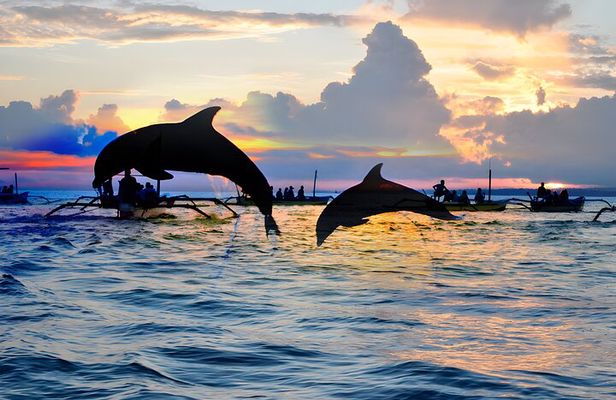 Amazing Bali Dolphin Watching Trip Experience