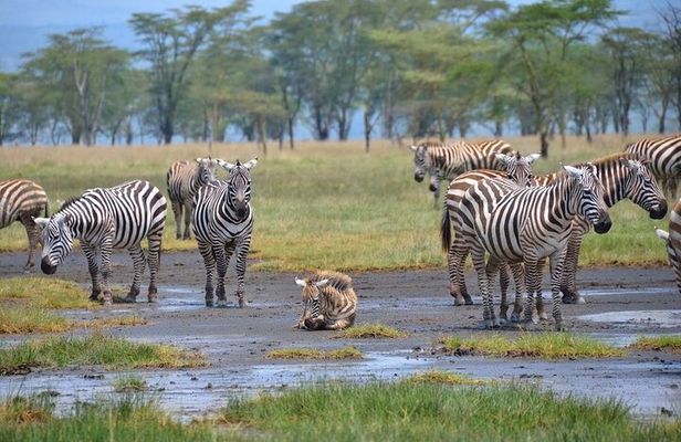 4 Day Safari to Maasai Mara and Nakuru in a Land Cruiser Tour 