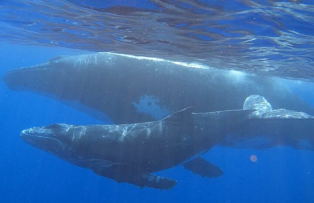 Observe and Swim with Whales in Tahiti