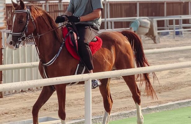 Private Horseback Riding Experience in Doha
