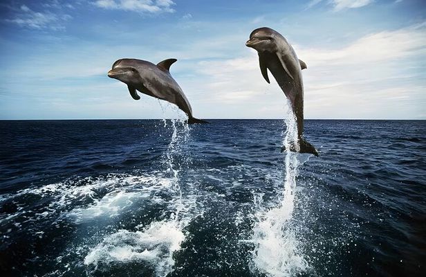 Bali Dolphin Watching Sunrise Tour in Lovina Beach