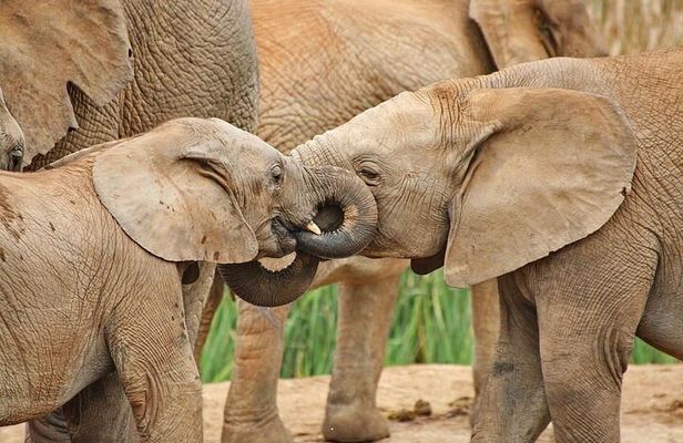 Day Tour in Addo Elephant Park and Port Elizabeth South Africa