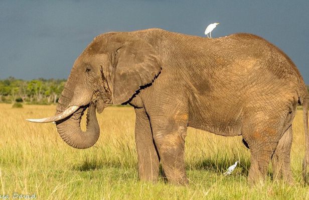 3 Days Masai Mara Tented Camp & Transport 4 x 4 Jeep