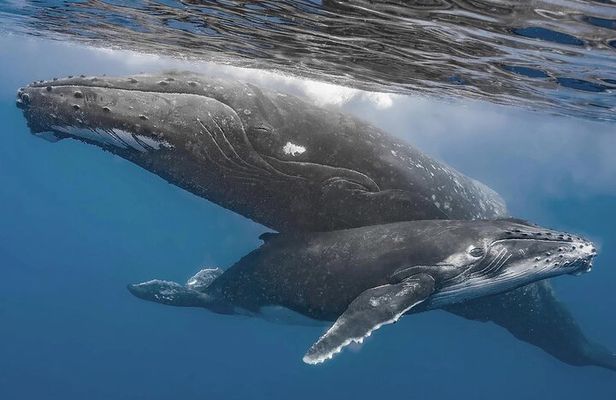 Uvita: Whalewatching Experience in Costa Rica