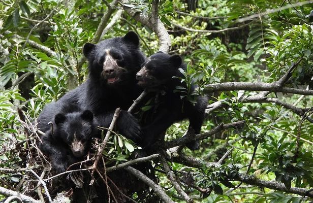 Private Tour Watching the Spectacled Bear