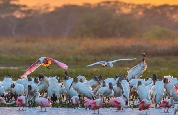 PALO VERDE NATIONAL PARK (Boat Safari, 1/2 day)