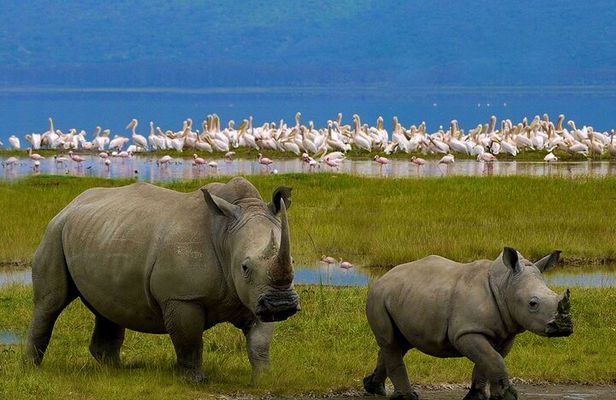 Full-Day Lake Nakuru National Park Private Tour With 4*4 Vehicle