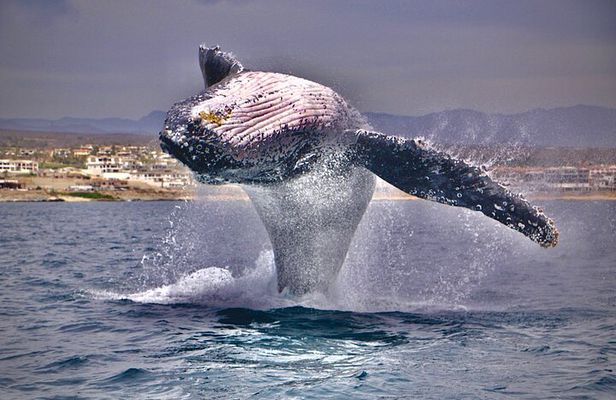 Whale Watching Experience in Cabo San Lucas