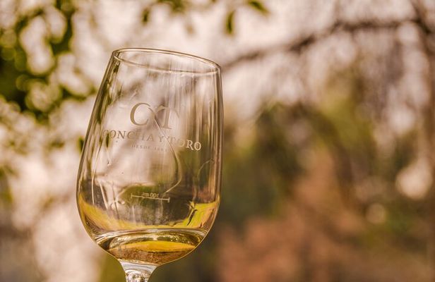 Shell and bull vineyard New experience