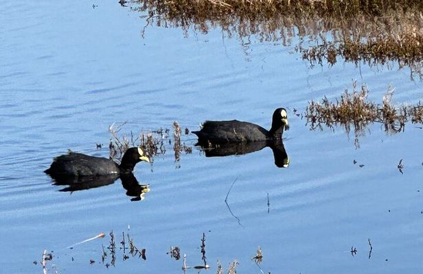 BirdWatching Mantagua Wetland&Penguins Cachagua Island From Valpo