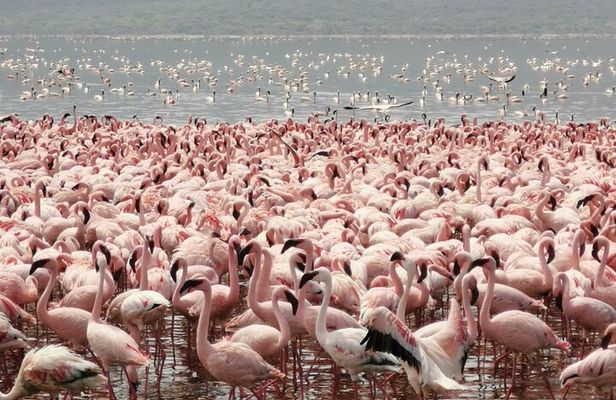 Full Day tour to Lake Nakuru National Park From Nairobi