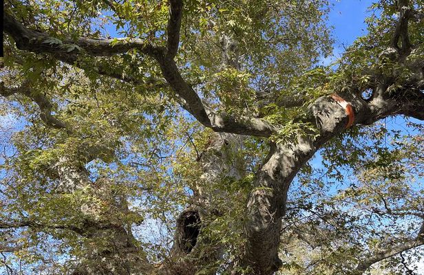 PRIVATE-Knossos Palace-Zeus Cave-Olive Oil Tasting-Old Villages 