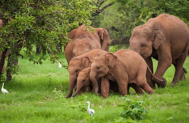 Udawalawe National Park Safari | Jeep with Tickets