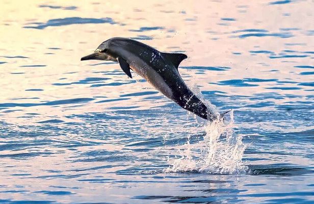 Experience Dolphin watching and snorkeling in Muscat