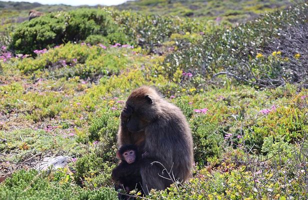 Tour Cape Peninsula and Boulders Beach Day Trip from Cape Town