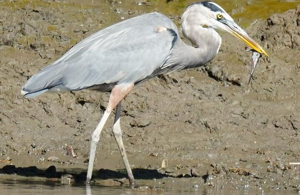 Palo Verde National Park Safari Boat Tour
