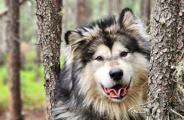 Alaskan Sled Dog Excursion in Fairbanks