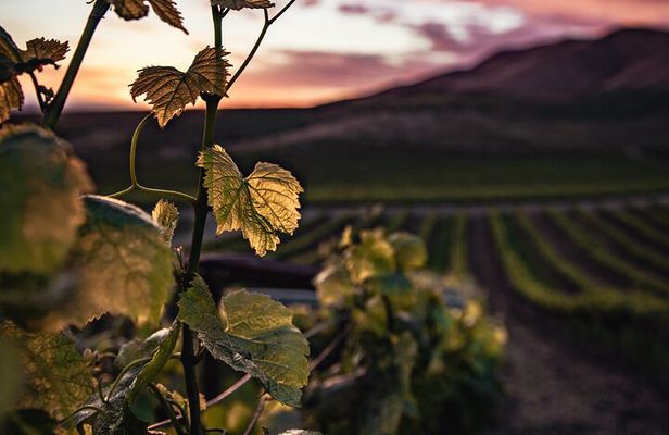 Haro, Laguardia and two Rioja wineries from Bilbao