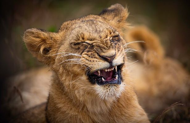 5Hrs Nairobi National Park Morning\Evening gamedrive 4x4 vehicle