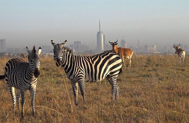 Private Half Day Tour in Nairobi National Park Safari