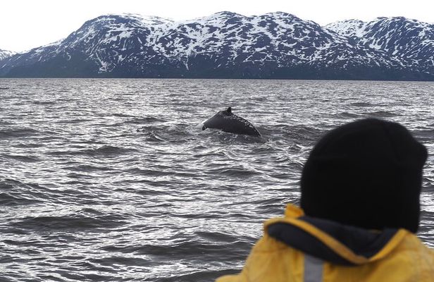 Small group Whale watching