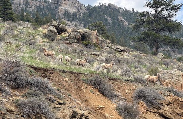 Purple Points Private Tours of Rocky Mountain National Park