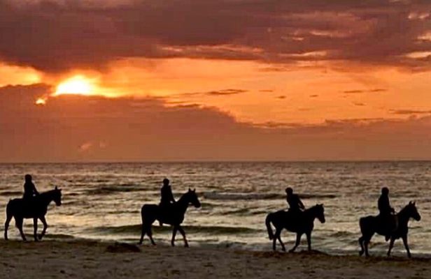 Horseback riding on beach, Winery, Alpacas, penguins & cowboyBBQ 