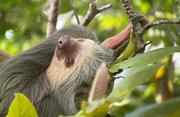 Private Urban Wildlife City Tour from Manuel Antonio to Quepos