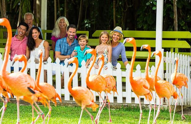 Flamingo March & Pirates Adventure Tour Nassau