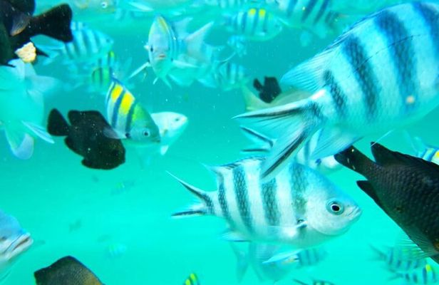 Full Day Private Mnemba Island + Turtles Aquarium & Kendwa Beach