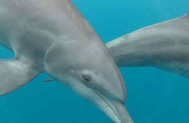 Full day Dolphin tour, Nungwi and Kendwa Beach Tour with Lunch