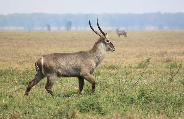 Discover the magic of Safari at Kruger