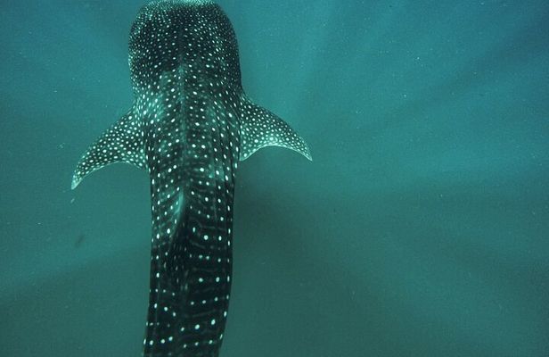 Whale Shark & Sea Lion Snorkeling Picnic at Espiritu Santo Island