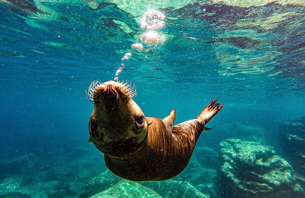 Whale Shark & Sea Lion Snorkeling Picnic at Espiritu Santo Island