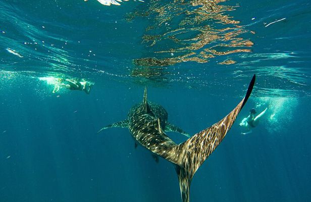 Whale Sharks and Sea Lions Snorkeling Picnic at Balandra Beach