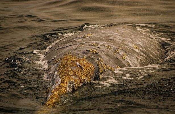 Gray Whale Journey: 10-Hour Tour with 3 Hours of Whale Watching