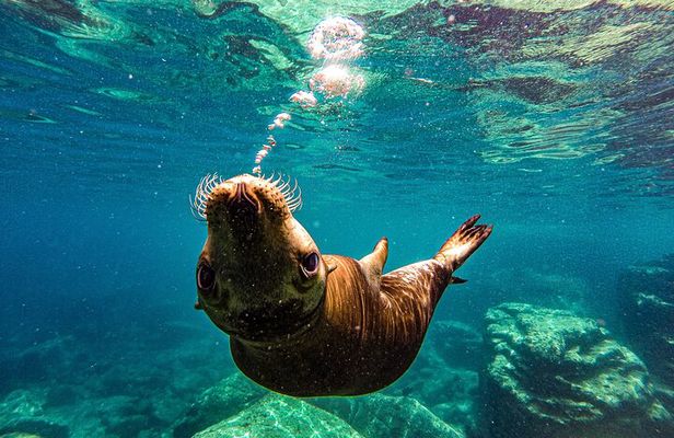 Sea Lion Snorkeling & Island Beach Picnic – Espíritu Santo Tour