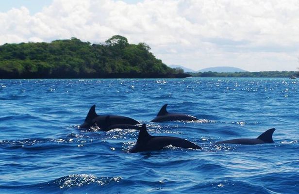 Dolphin and Turtle Tour with Sunset Cruise at Nungwi Beach