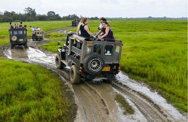 Kaudulla Jeep Safari & Dambulla Day Tour From Trincomalee