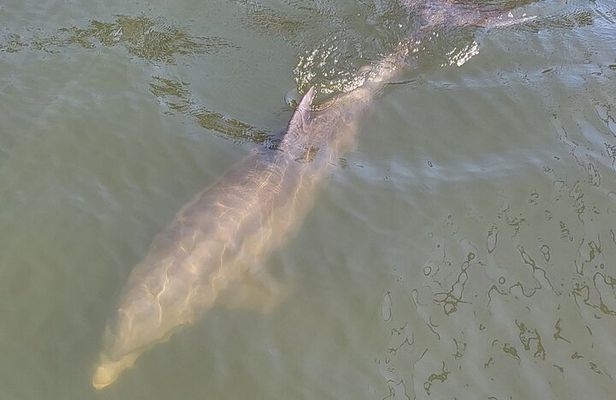 2 hour Dolphin Sightseeing Tour in Melbourne Florida