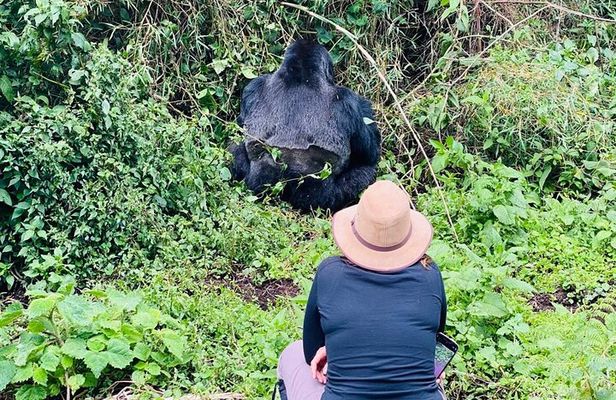 2 Days Ultimate Gorilla trekking