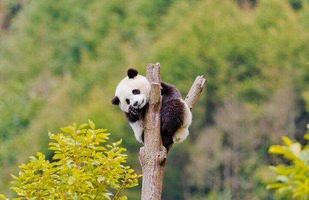 2-Day Tour of Chengdu Panda Base and Leshan Giant Buddha