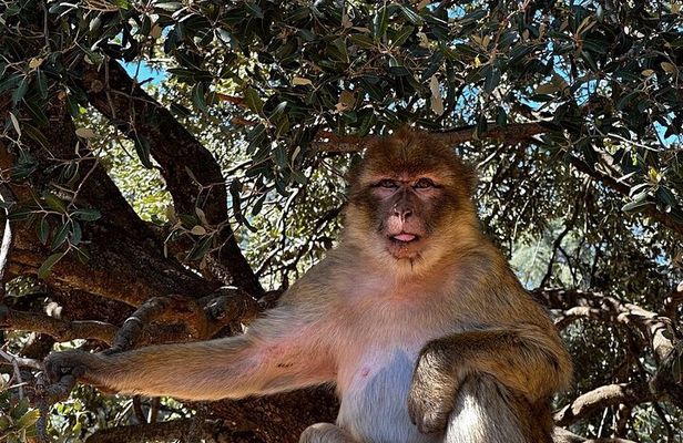 Day Trip from Fez to Middle Atlas Mountains, Cedar Forest & Azrou