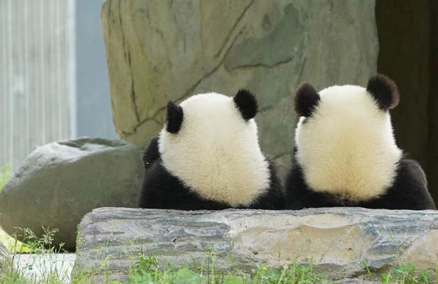Chengdu Giant Panda Breeding Research Base Ticket