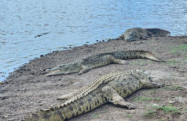 Nairobi National Park Safari Tour World's Wildlife Capital