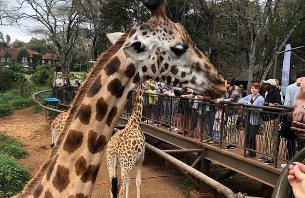 Day tour to Nairobi National Park and Giraffe Center